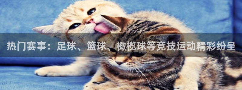 热门赛事：足球、篮球、橄榄球等竞技运动精彩纷呈