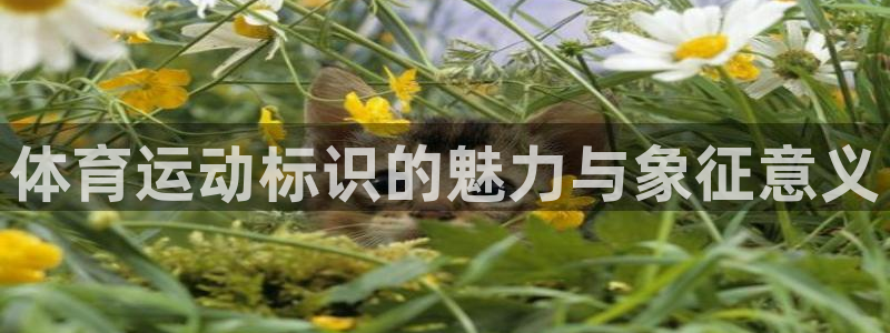 体育运动标识的魅力与象征意义