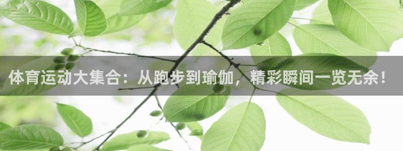 体育运动大集合：从跑步到瑜伽，精彩瞬间一览无余！