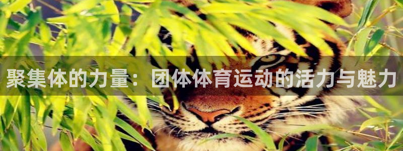 聚集体的力量：团体体育运动的活力与魅力