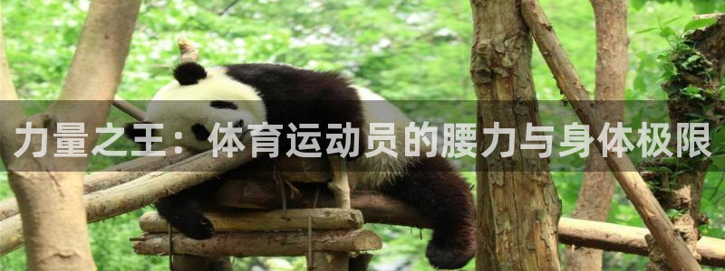 力量之王：体育运动员的腰力与身体极限