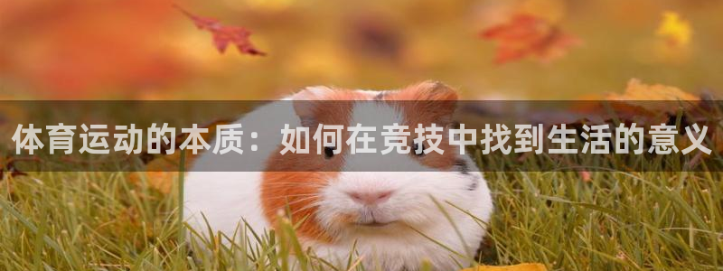 体育运动的本质：如何在竞技中找到生活的意义