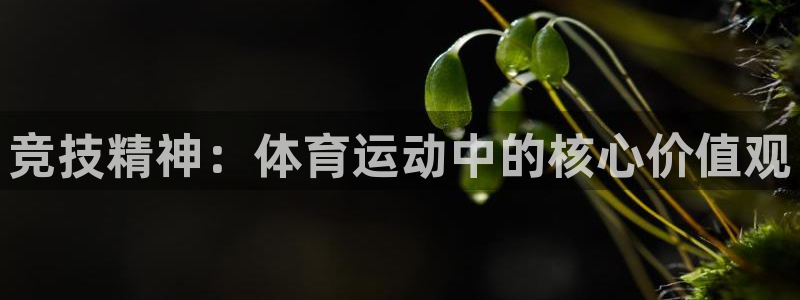 竞技精神：体育运动中的核心价值观